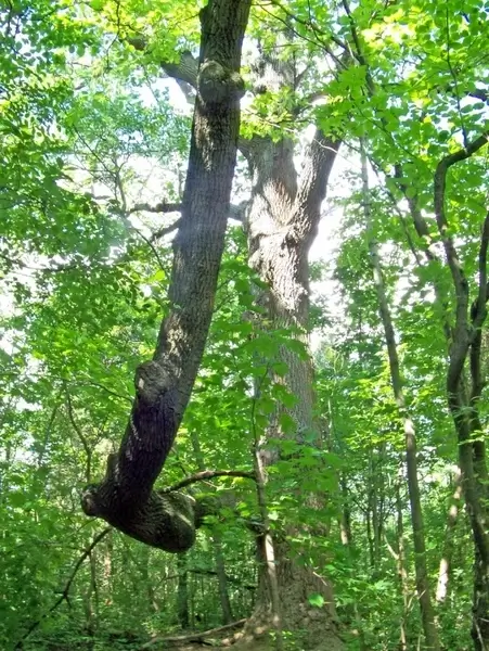 unusual tree branch