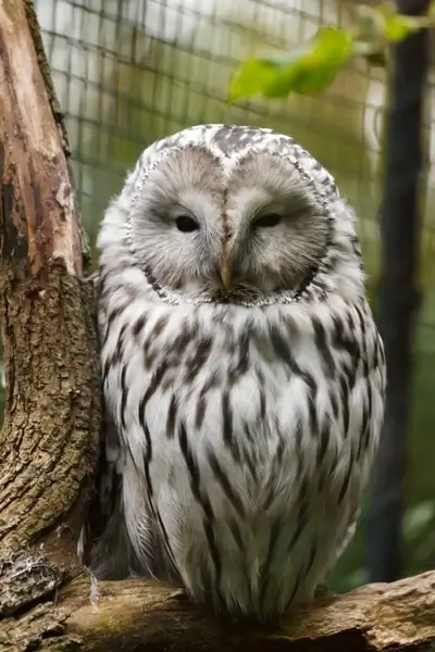 ural owl