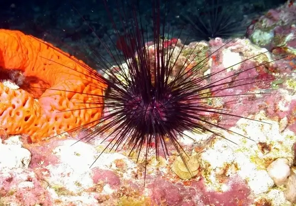 urchin sponge sea ocean