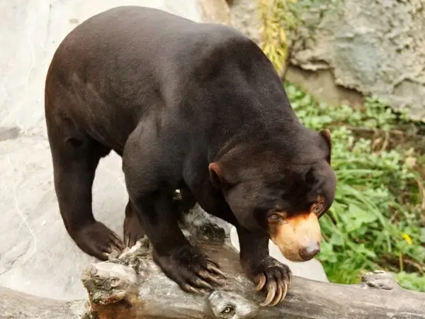 ursus malayanus