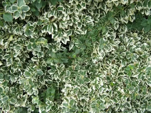 variegated leaves