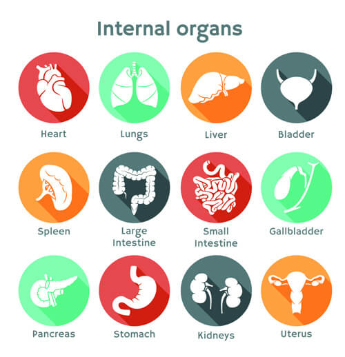 various internal organs icons design vector
