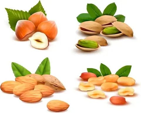 various nuts set vectors