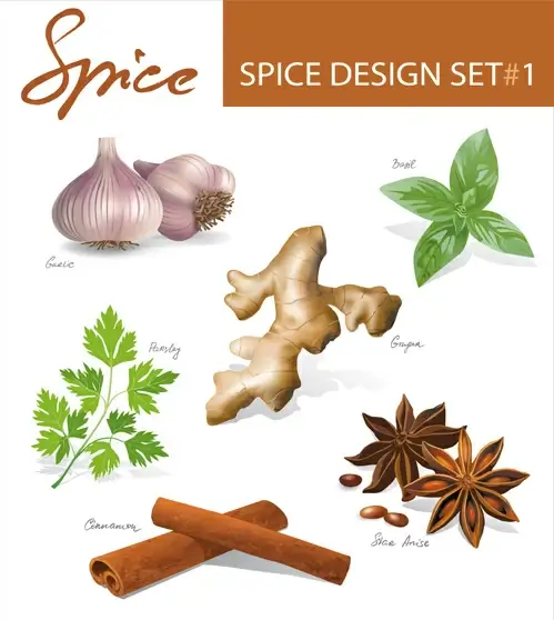various spices design vectors set