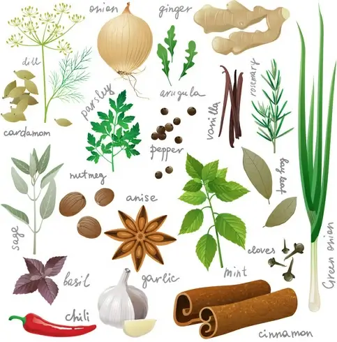 various spices design vectors set