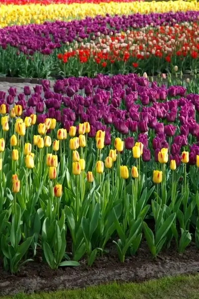 various tulips