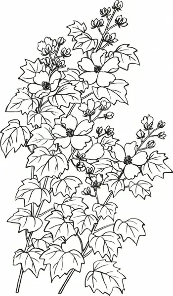 vector baimiao hibiscus flowers