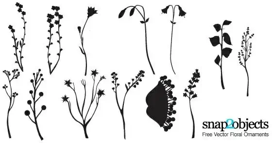 Vector floral ornaments