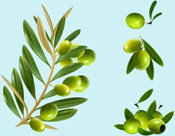 vector olives food vector graphics