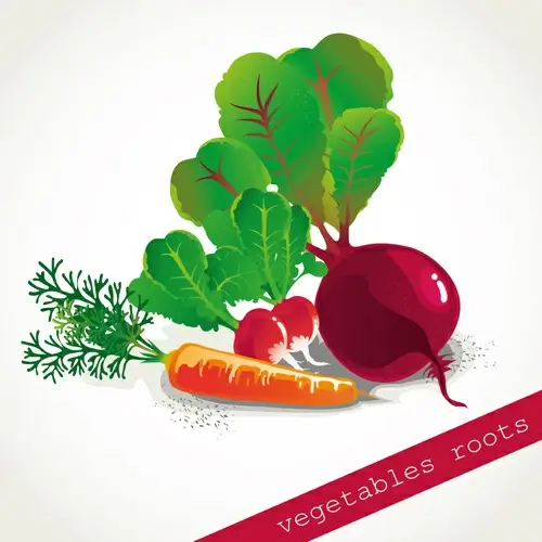 vegetables roots design vector