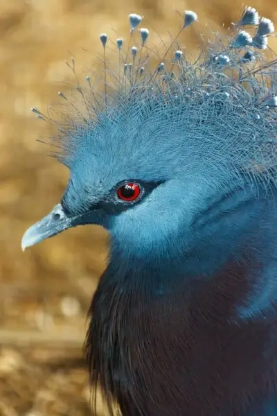 victoria crowned pigeon