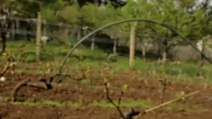 Vineyard