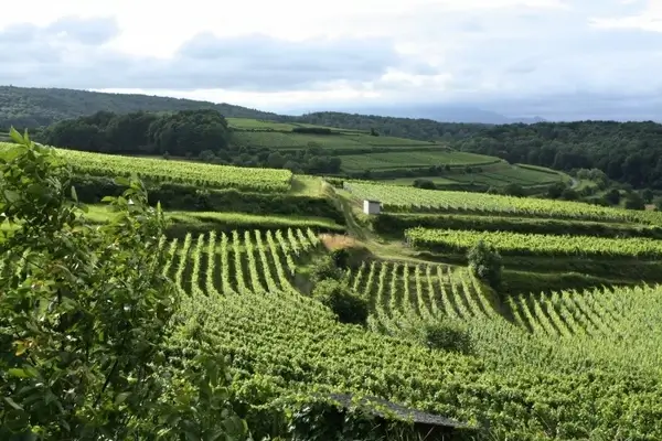 vineyard vines winegrowing