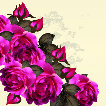 vintage purple roses vector set