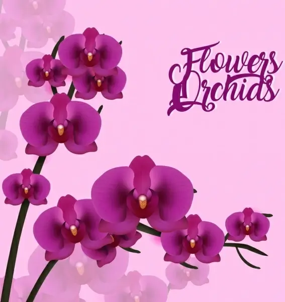 violet orchids background 3d design