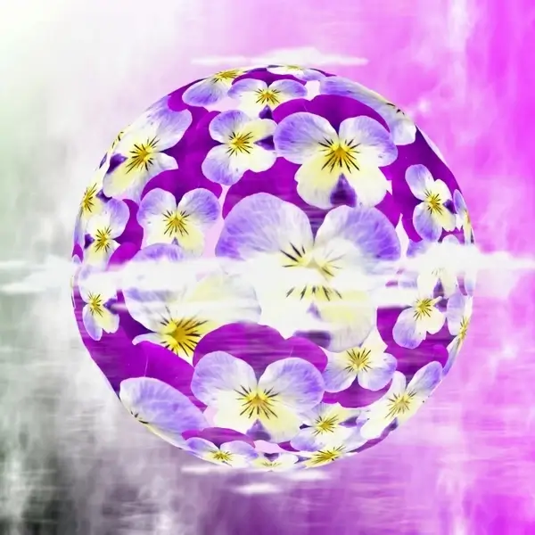 violet pansy viola