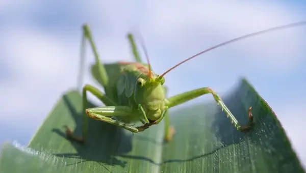 viridissima grasshopper macro