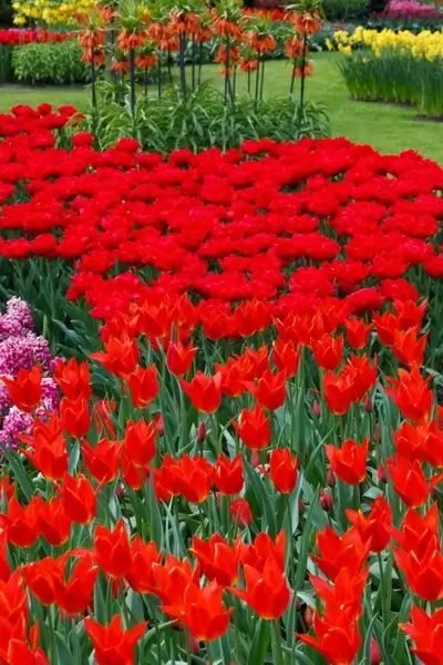 vivid red tulips