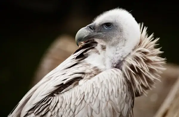 vulture