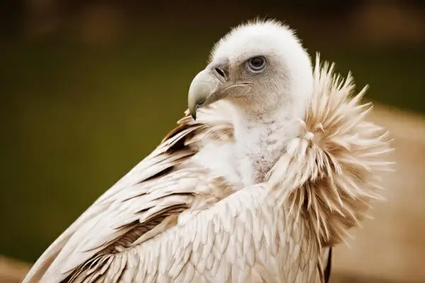 vulture