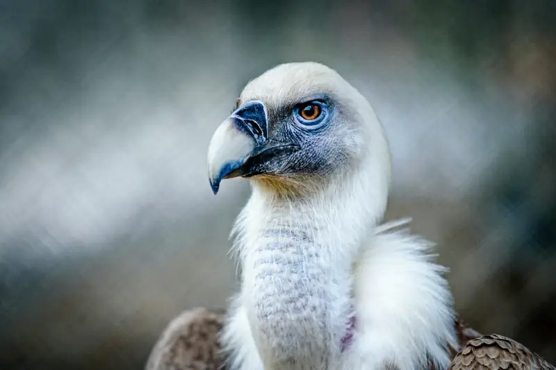 vulture animal picture elegant closeup