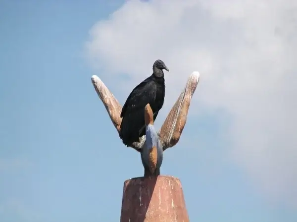 vulture bird art