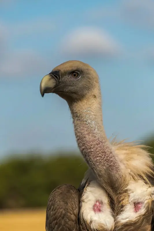 vulture picture bright closeup