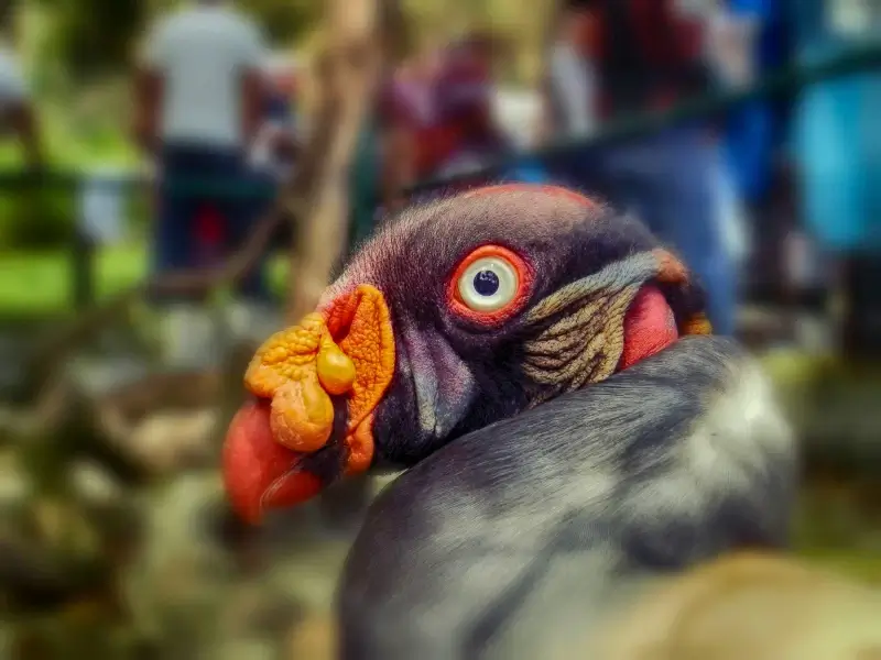 vulture picture closeup blurred