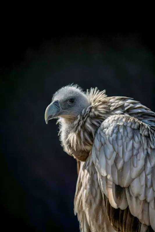 vulture picture contrast elegant closeup