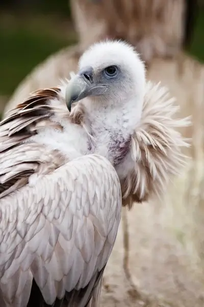 vulture portrait