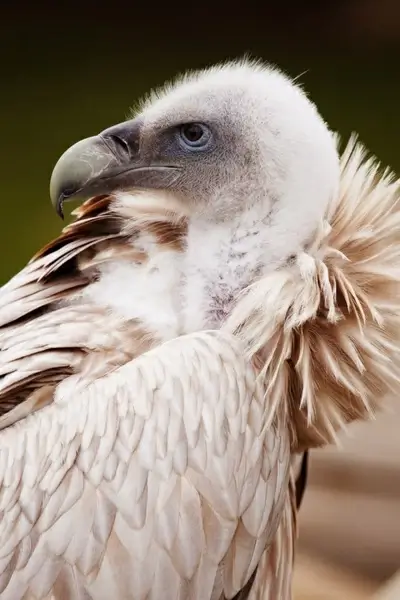vulture portrait