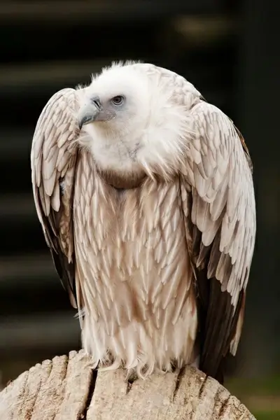 vulture sitting