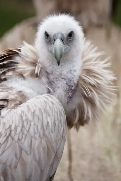 vulture watching prey