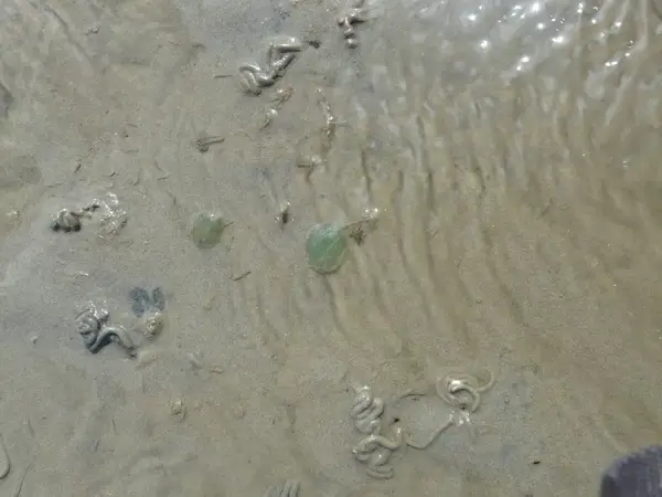 wadden sea watts residents pets