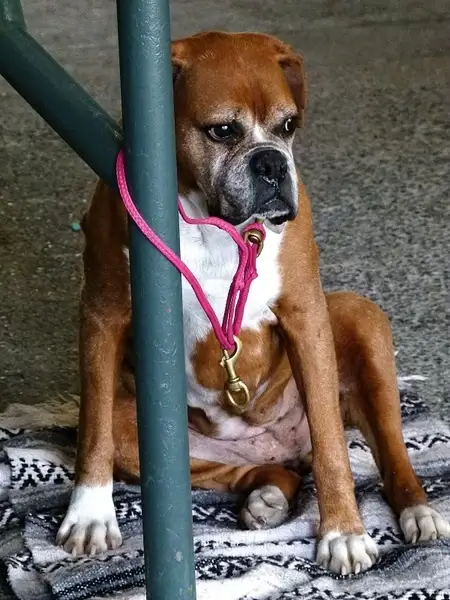 waiting dog canine
