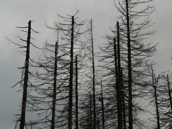 waldsterben dead death