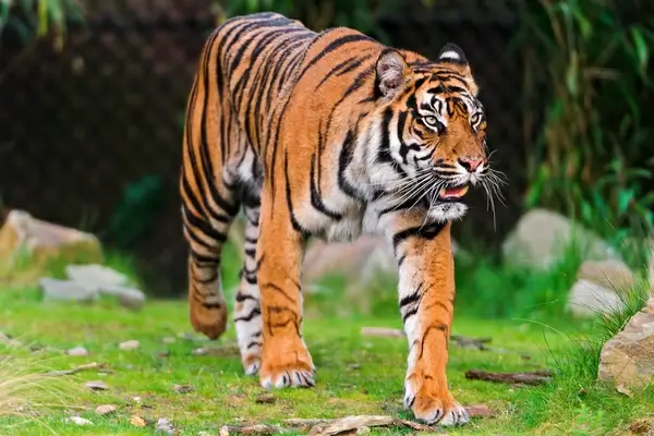walking sumatran tiger