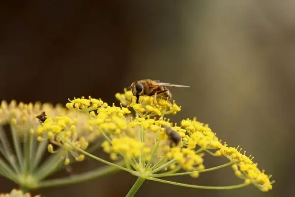 wasp