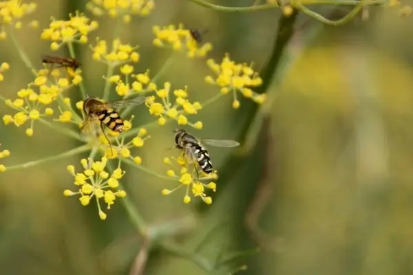 wasp