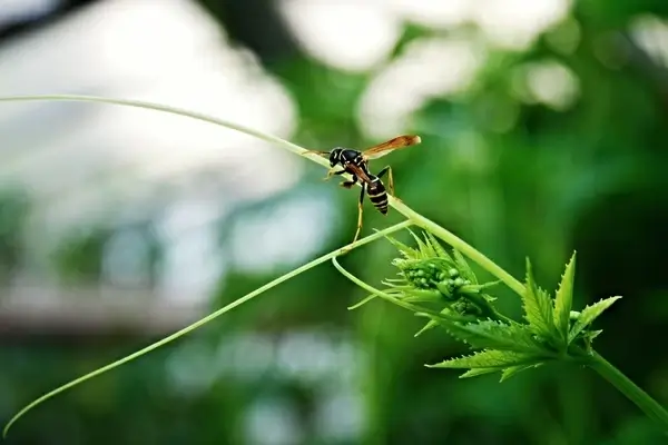 wasp insects greenhouse