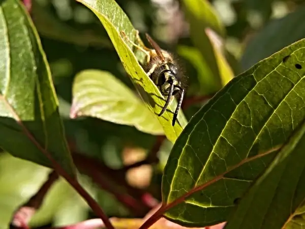 wasp insects the leaves