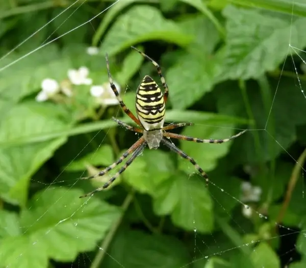 wasp spider leaves leaf
