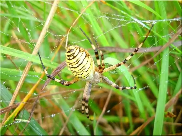 wasp spider meadow nature