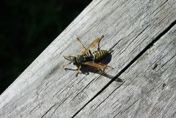 wasp wood wasp wood