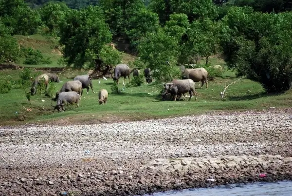 water buffalo