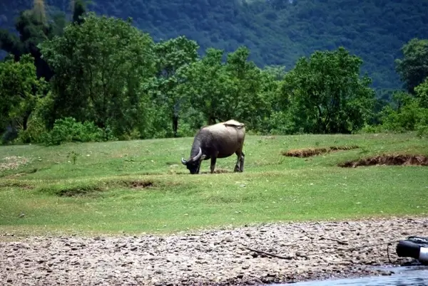 water buffalo grazing