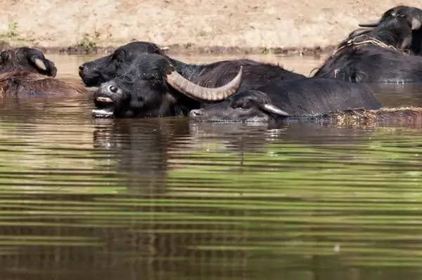 water buffaloes