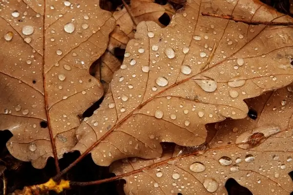 water drops on leaves
