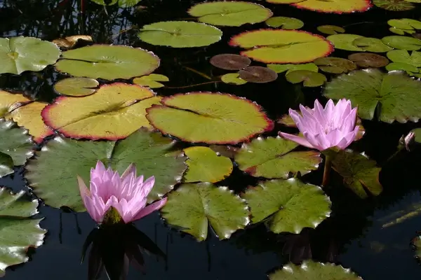 water lilies mission san juan capistrano