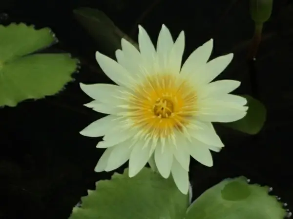 water lily 3